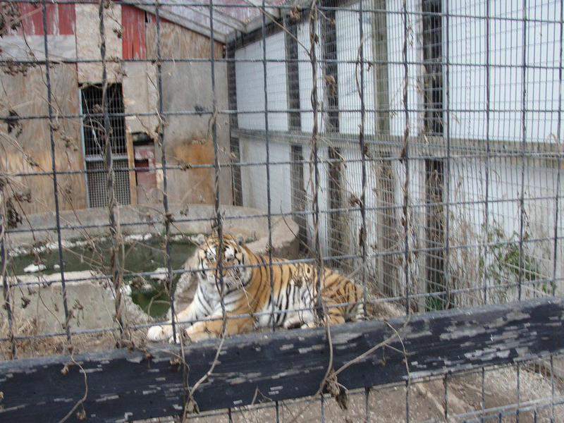 Photo: Big Cat Rescue